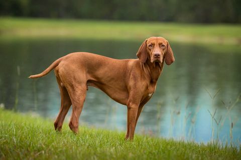 lihaksikas vizsla seisoo järven reunalla