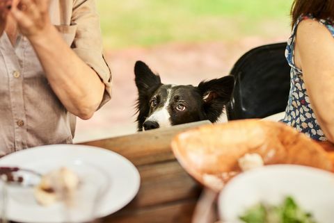 bordercollie kurkistaa ruokapöydän reunan yli perheen illallisjuhlien aikana ulkopöydän ääressä