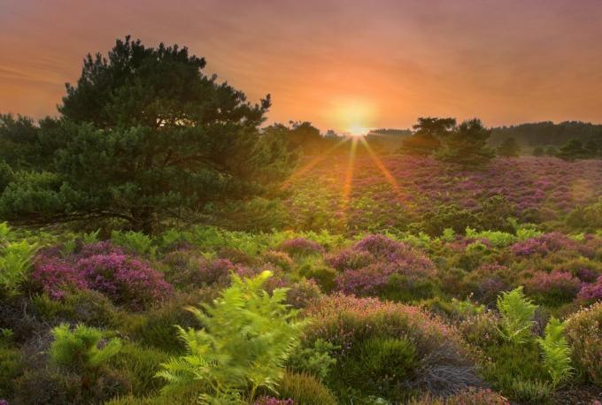 springwatch rspb arne dorset