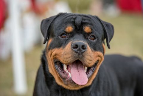 rottweilerin pääkuva