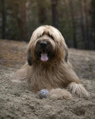 briard ranskanpaimenkoira makaa metsän hiekkadyynissä ja lepää pallon kanssa leikkimisen jälkeen ulkokuva