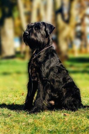 lähikuva koiran jättisnautseripalvelukoiran muotokuva