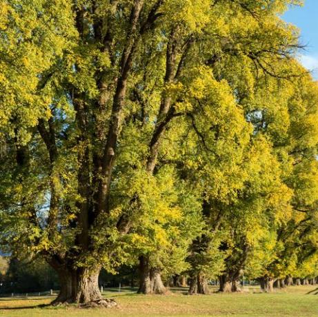 satavuotiaat jalavat syksyn lehtiympyrässä tumut kilparata kisa alkoi täällä 1850-luvulla tumut turf kerho isännöi 7 tapaamista vuosittain tumut kilparadalla