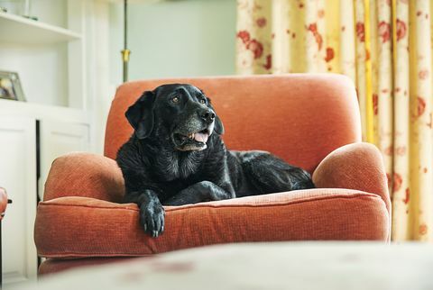 vanhempi musta labrador rentoutumassa nojatuolissa