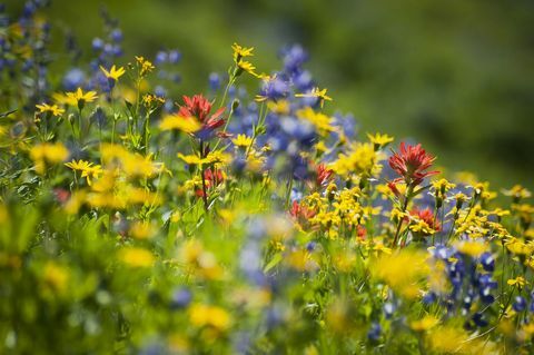 Mistä voit valita Wildflowers tänä keväänä?