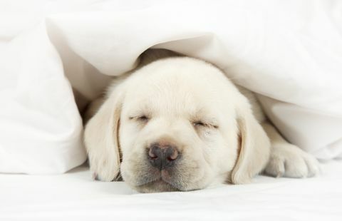Nukkuminen koiran kanssa huoneessa voi parantaa terveyttäsi