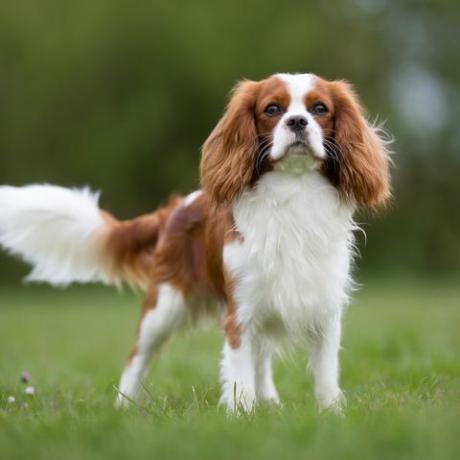 cavalier king charlesspanieli