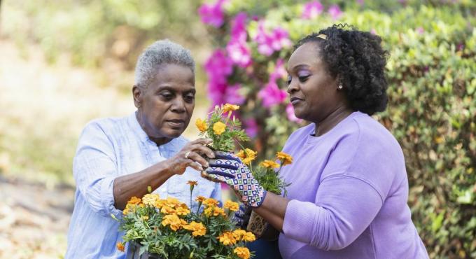 vanhempi afrikkalainen amerikkalainen nainen ja hänen aikuinen tyttärensä puuhailemassa yhdessä takapihalla äiti pitää oranssin kukkatarjotin sylissään ja antaa yhden kukista tyttärelleen