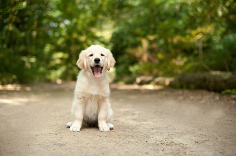 Labradorpentu istuu metsäpolulla