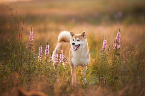 Kaunis punainen shiba inu -koira seisoo kentällä kesällä auringonlaskun aikaan