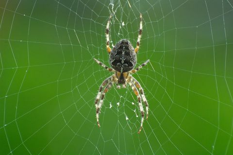 Hämähäkki verkossa