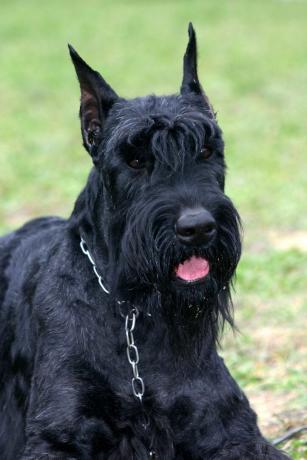 jättiläinen schnauzer - parhaat vartijakoirat