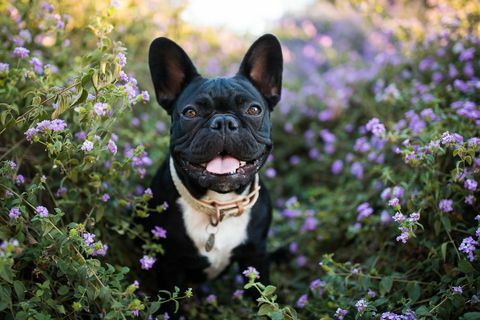 onnellinen ranskalainen bulldog kukissa ulkona