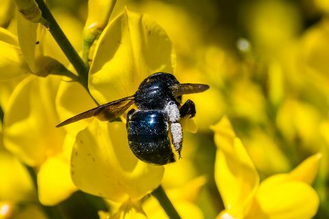 Mehiläisten pölyttävät espanjalaiset luuta (Spartium junceum)