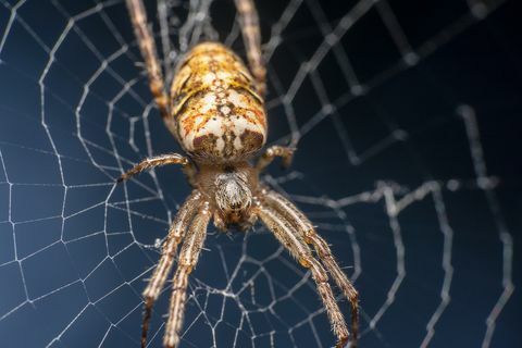 Kardinaali-hämähäkki, tieteellinen nimi Tegenaria Parietina istuu verkossaan, keskittynyt verkko sivulta
