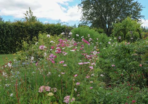 kukkapenkki puutarhassa osoitteessa rosemoor, devon, englanti, uk