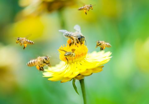 Euroopan unioni kieltää mehiläisiä vahingoittavat torjunta-aineet ulkona