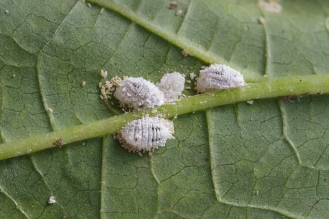 Pseudococcidae ja Aphidoidea okra-lehdessä