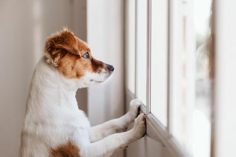 ikkunasta ulos katsova koira