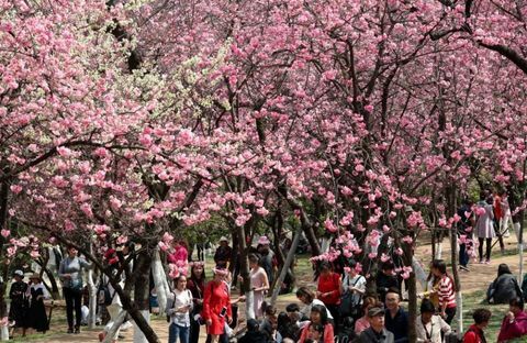 Kirsikkakukki Kunmingissa, Yunnanin maakunnassa Kiinassa