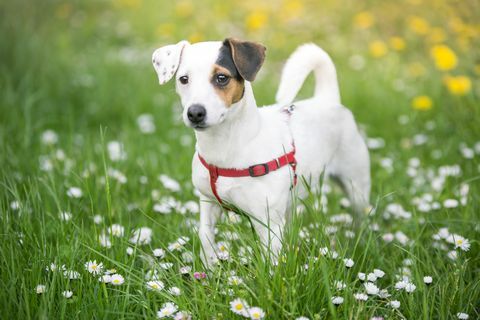 jackrussellinterrieri niityllä kukkien kanssa