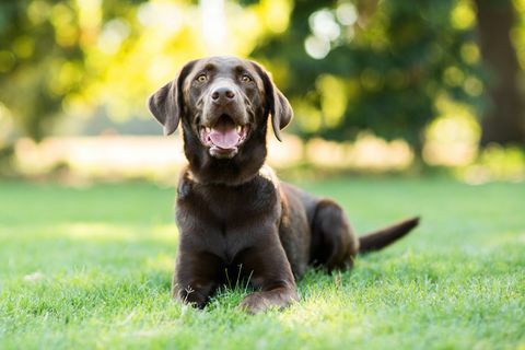 suklaa labradori koira makaa nurmikolla ulkona