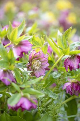 hellebore