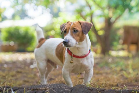 muotokuva jack russellinterrieri koira pelaa takapihalla auringonnousun aiheuttaman lemmikin valossa kesällä