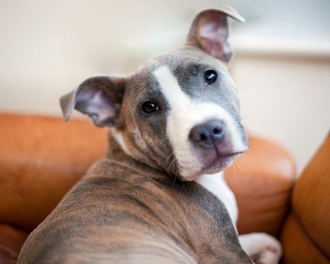 Staffordshiren bullterrieri