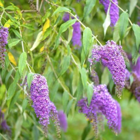 Lähikuva kauniista kesäkukinnasta Buddleja tai buddleia, joka tunnetaan yleisesti nimellä perhonen pensas violetit kukat