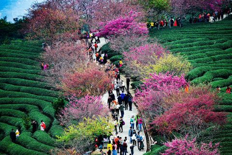 Kirsikkapuut teepuuistutuksessa Yongfun kaupungissa Longyanissa, Fujianin maakunnassa Kiinassa