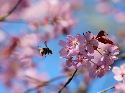 National Trust lanseeraa kukkakellon jäljitelläkseen Japanin hanamia