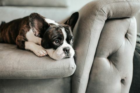 kyllästynyt ranskanbulldoggi makuulla ja lepää sohvalla katsoen ulos