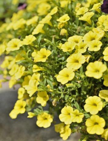 keltainen calibrachoa istutuskoneessa virallisessa puutarhassa mukava kesätausta