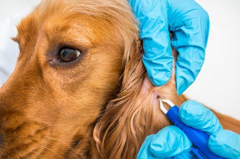 Eläinlääkäri poistaa tikin Cocker Spaniel -koirista