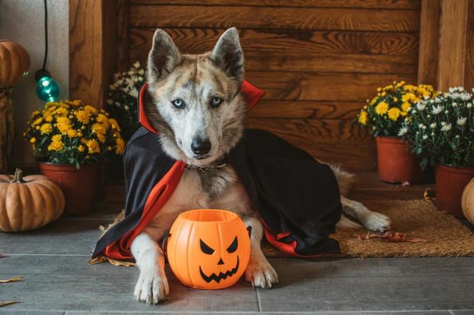 kotikoira kuistilla pukeutunut vampyyriasuihin halloweeniksi