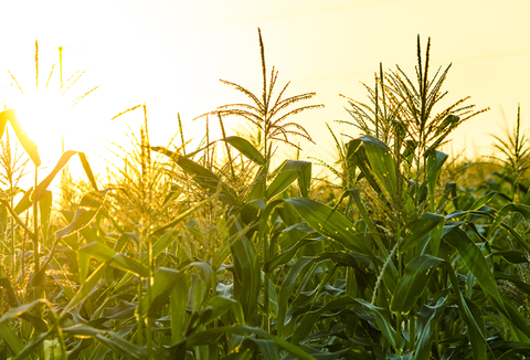 Cornfield Englannissa