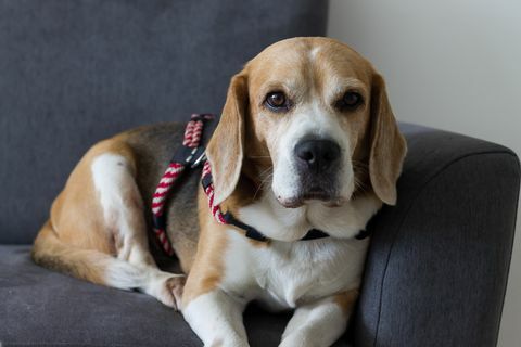 beagle-koira