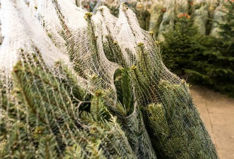 monia joulupuita, käärittyjä muoviverkkoihin, leikattuja ja valmiita kuljetusta ja myyntiä varten