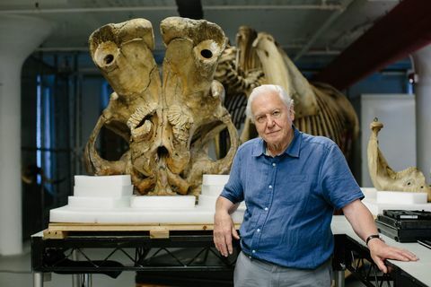David Attenborough ja jättiläinen norsu Jumbo