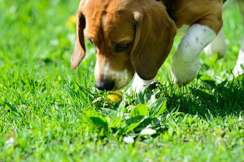 beagle koiran tuoksuva kukka