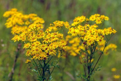 Keltainen kukkiva tavallinen ragwort lähellä