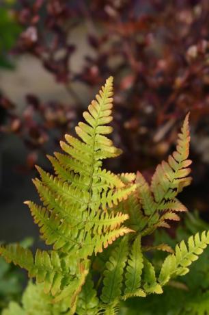 sanan saniainen latinankielinen nimi dryopteris erythrosora