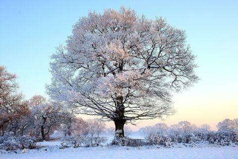 Puu lumen peitossa