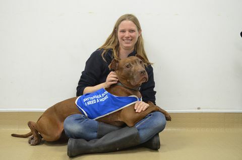 koira lemmikki koiranpentu labrador battersea koirat kotiin