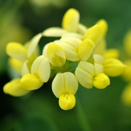 kevätkukat – coronilla valentina