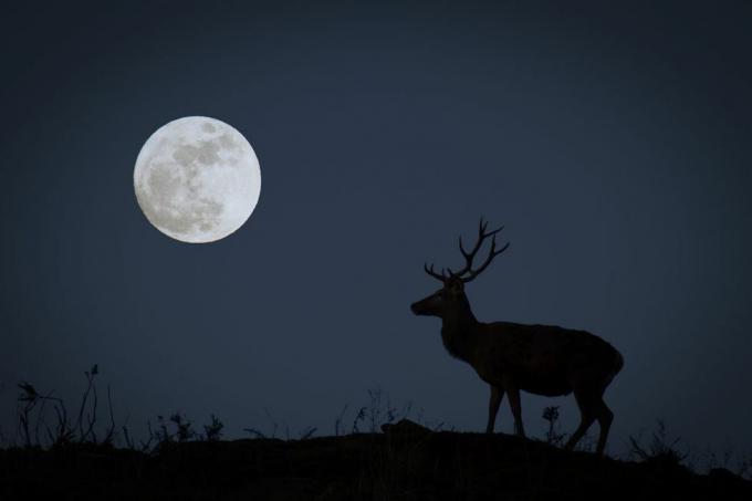 täysikuu ja buck siluetissa, joka edustaa lokakuun metsästäjän kuuta