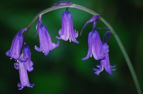 Lähikuva bluebell kukka