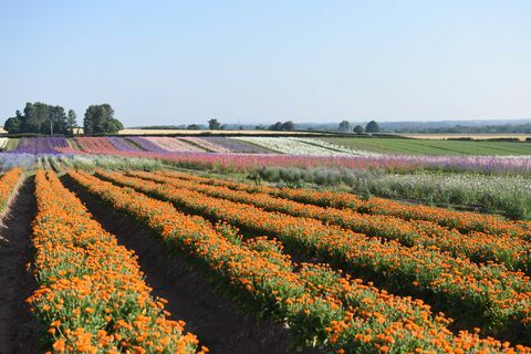 Kukkia - Shropshire-terälehtiä