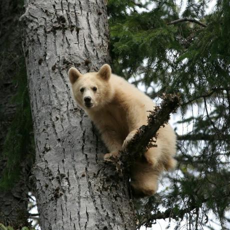 pieni henkikarhunpentu puussa, joka tunnetaan myös nimellä kermode-karhu, joka löytyy vain eaa